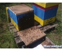 Продавам оплодени пчелни майки