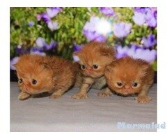 Персийски котета - малки лъвчета